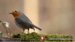 Anukshanam Nee Krupalo, Anukshanam Nee Krupalo Pratidinam Song,